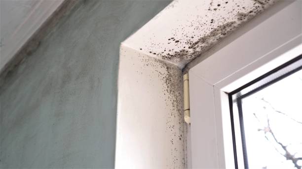 Professional Mold Remediation in Gulf Park Estates, MS