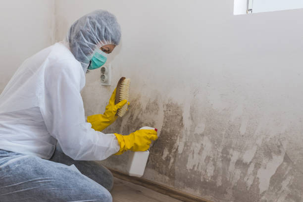 Best HVAC Mold Remediation in Gulf Park Estates, MS